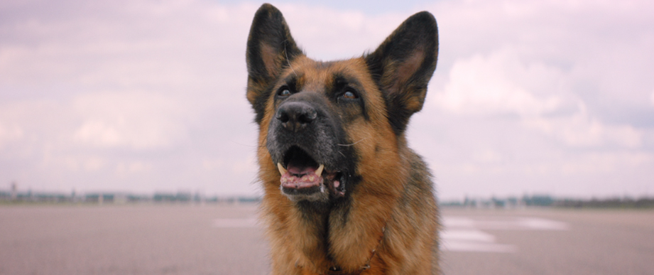 “Palma, mi amiga” la historia real de un perro que esperó a su dueño durante dos años en el aeropuerto