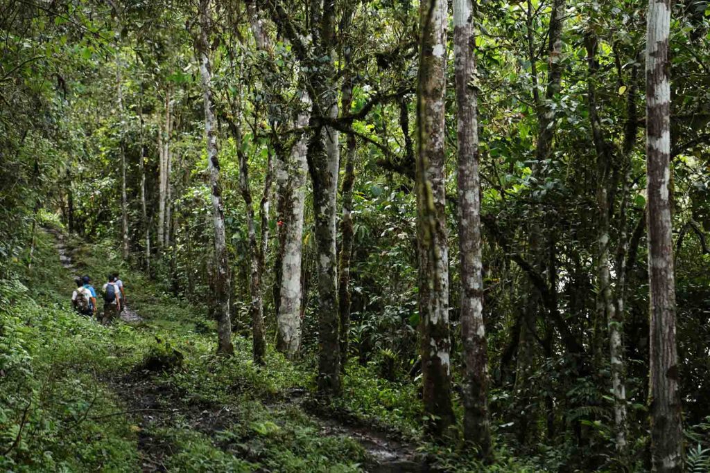 Un grupo de personas camina por un sendero en un bosque denso, rodeado de árboles verdes y frondosos.
