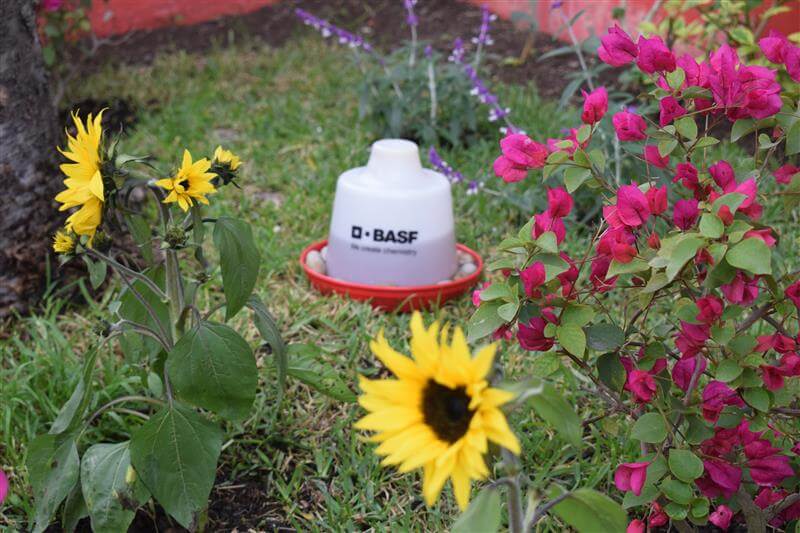 Jardín polinizador con girasoles amarillos y flores de bugambilia, junto a un bebedero para polinizadores con el logo de BASF.