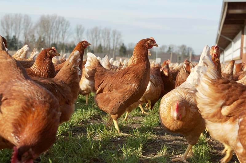 Grupo de gallinas de raza marrón en un campo verde, con un edificio al fondo y un cielo despejado.
