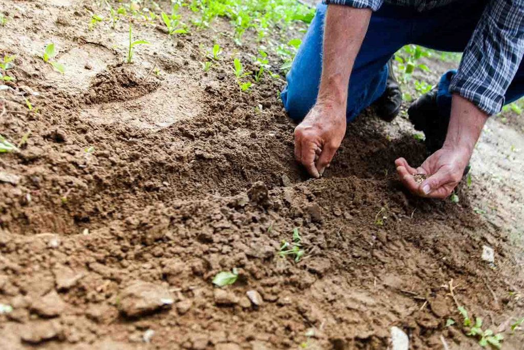 Un agricultor trabajando la tierra al sembrar semillas en un terreno agrícola.