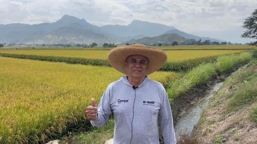 Agricultor en un campo de arroz en Perú, portando un sombrero y ropa cómoda, ante un paisaje de montañas y campos amarillos.