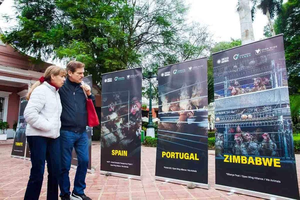 Dos personas observan una exposición fotográfica sobre la producción de huevos, con banners que muestran imágenes de gallinas en jaulas en batería, en una plaza pública.