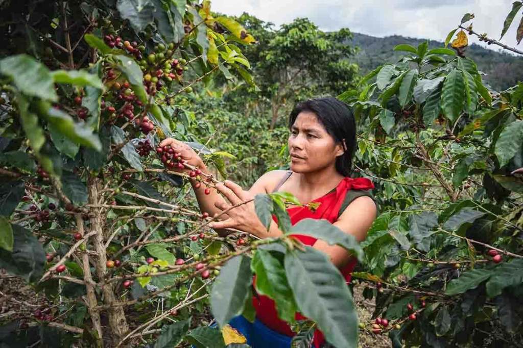 Mujer recogiendo granos de café en un cultivo rodeado de plantas en una zona amazónica.