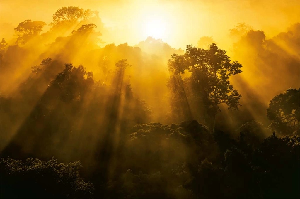 Atardecer en un bosque denso, con rayos de sol filtrándose entre los árboles, creando un ambiente místico y cálido.