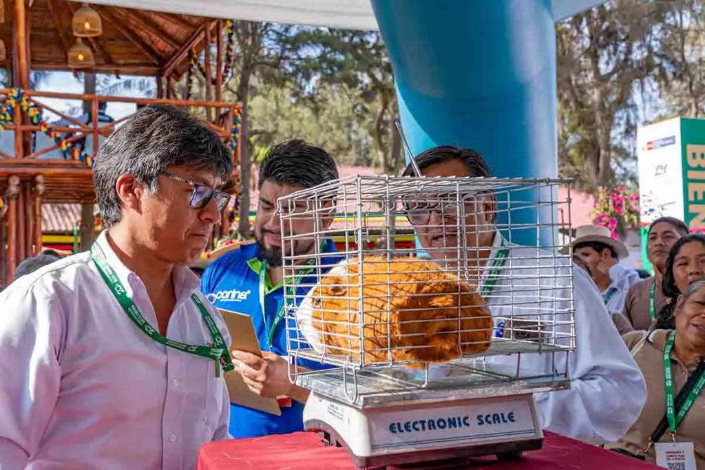 Tres hombres observan un cuy enjaulado sobre una báscula electrónica en un evento relacionado con la producción y crianza de cuyes en Huarmey.