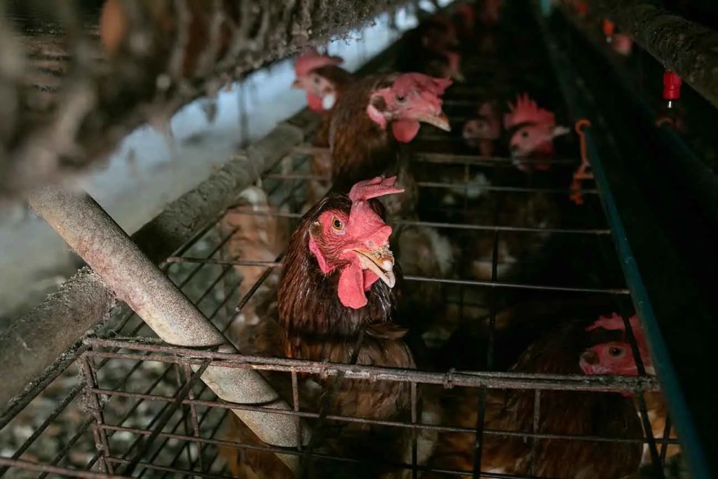 Gallinas enjauladas en una granja, mostrando condiciones de hacinamiento en un espacio reducido.