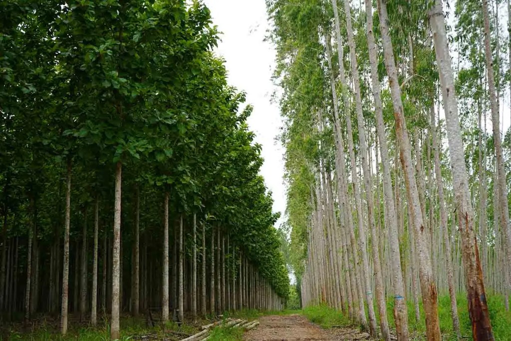 Vista de plantaciones forestales en Perú, mostrando filas de árboles de diferentes especies, con un enfoque en la sostenibilidad y la producción maderable.