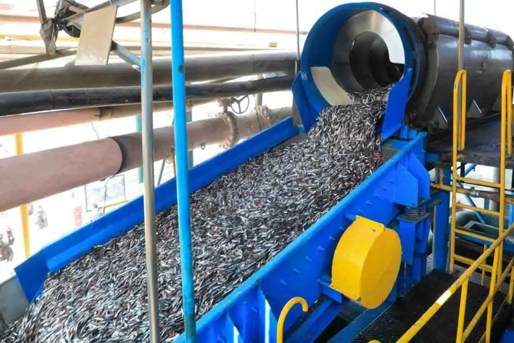 Instalación industrial para procesamiento de productos pesqueros con una cinta transportadora, mostrando una gran cantidad de peces siendo procesados.