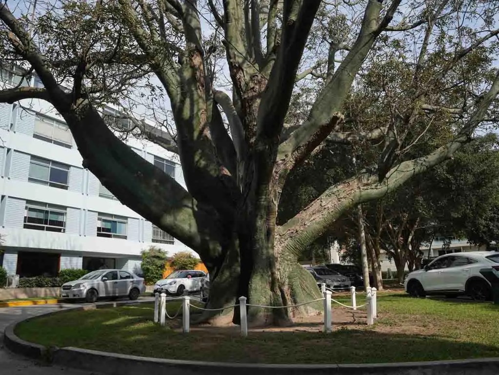 Un gran árbol con un tronco robusto en un área verde, rodeado de vehículos y edificios.