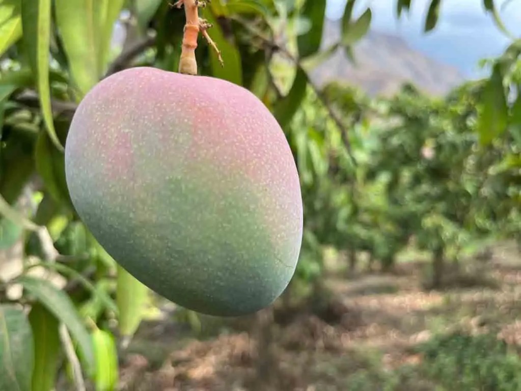 Mango maduro colgando de una rama en un huerto.