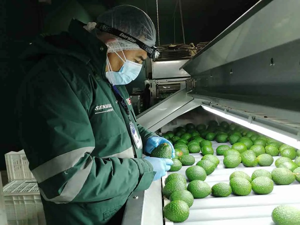 Un trabajador revisa aguacates en una línea de producción, usando guantes, mascarilla y gorra, en un ambiente controlado.