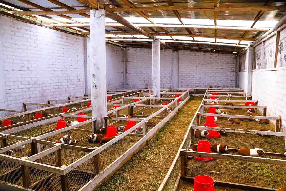 Día del Campesino: productor de Junín transforma la crianza de cuyes en una historia de progreso familiar