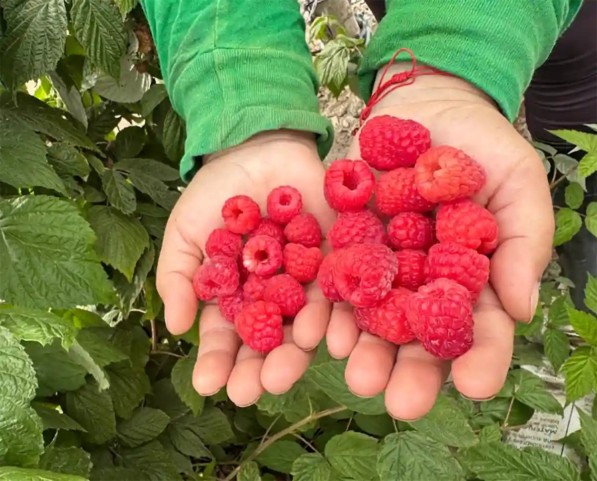 4 razones por las que los frutos rojos son la próxima gran oportunidad agrícola