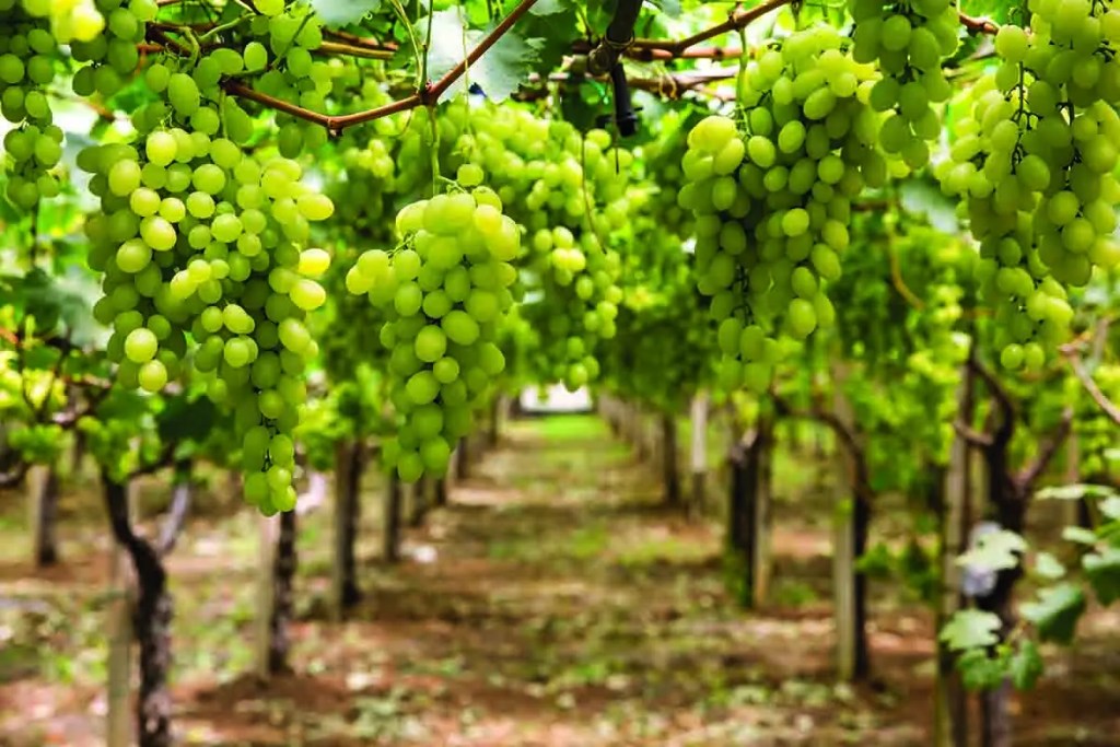 Viñedo con racimos de uvas verdes colgando de las vides.