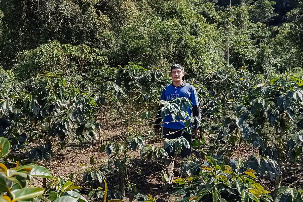 Comunidad awajún proyecta multiplicar por 12 su producción de café