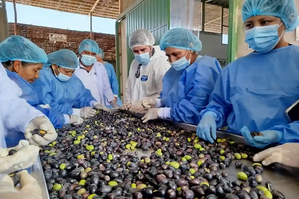 Exportaciones peruanas de aceitunas y derivados sumaron US$ 30,8 millones