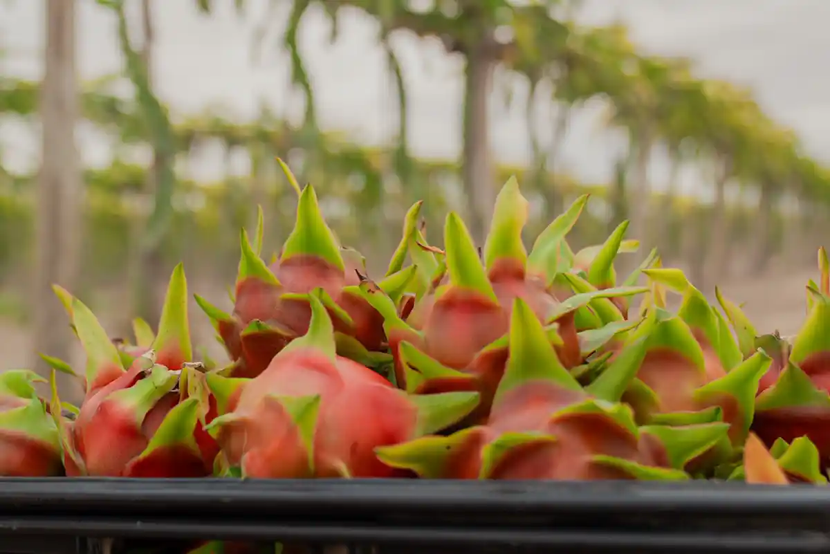 Pitahaya peruana busca dar el salto de cultivo emergente a nueva oportunidad para la agroexportación